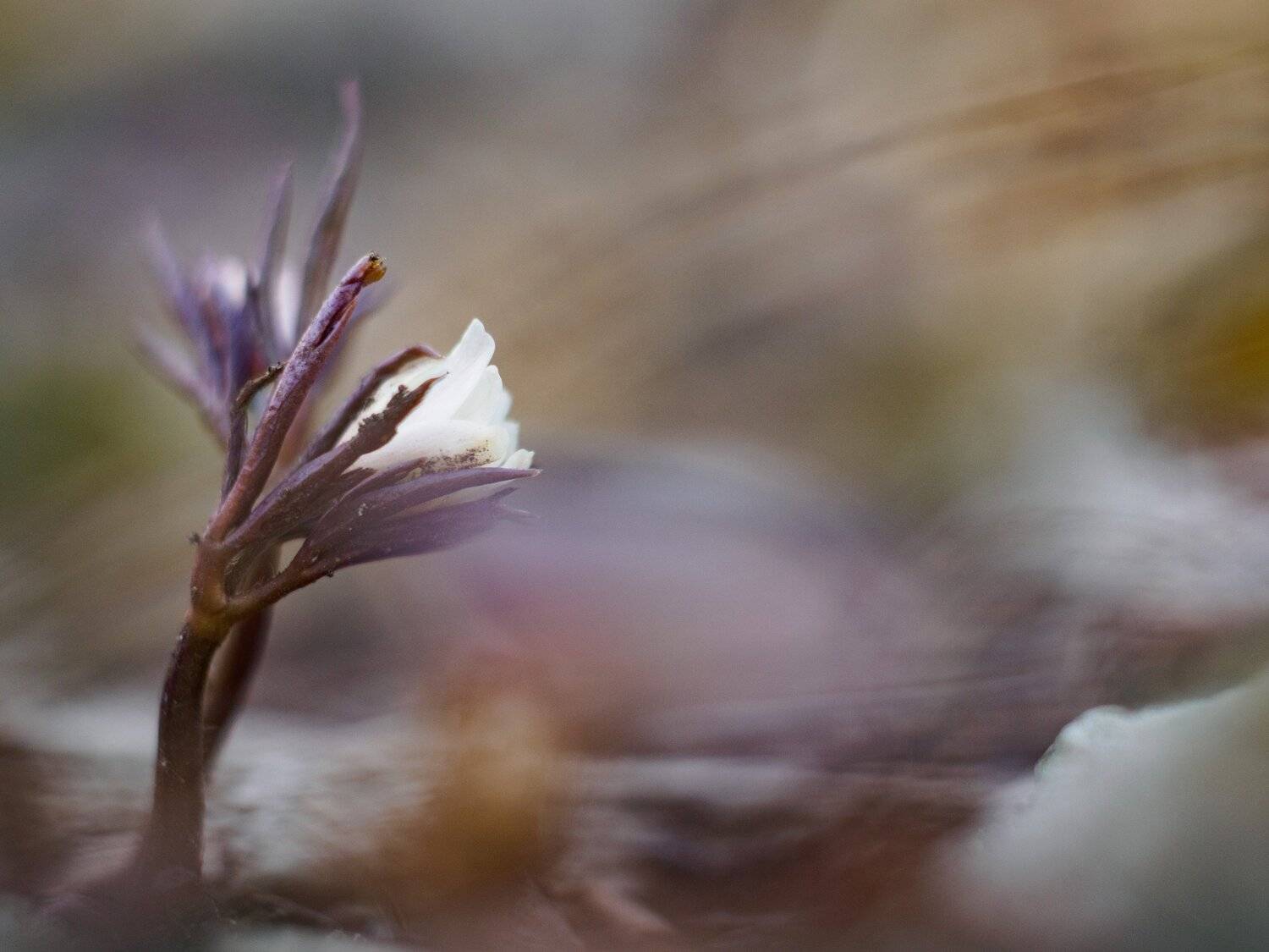 , Лариса Лофицкая