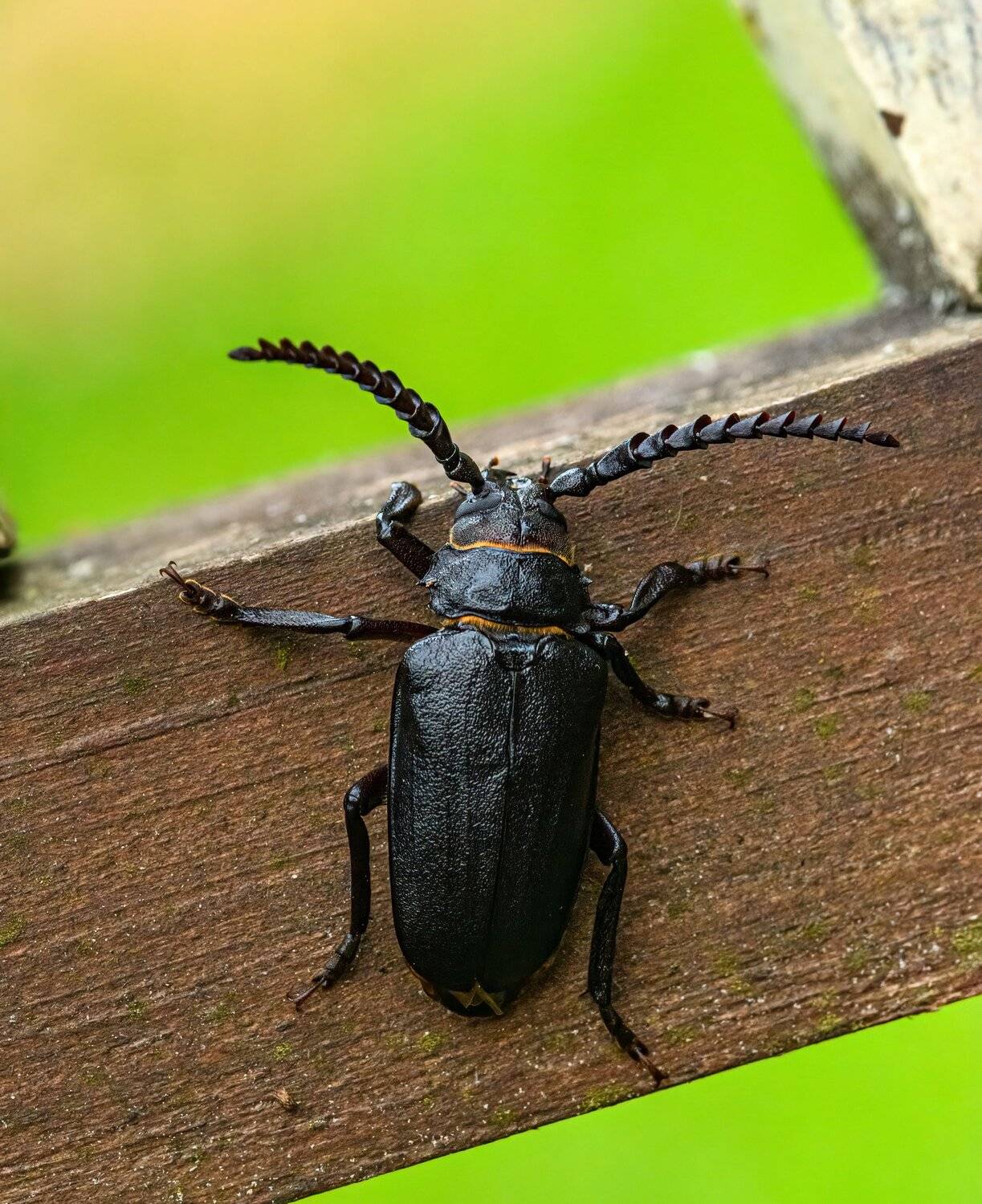 carpathian; cerambyx cerdo; forest; ukraine; animal; beatle; bright; close-up; closeup; details; eyes; insect; life; macro; macrophotography; micro; natural; nature; no people; object; summer;,  Mykhailo