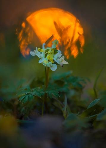 Весеннее солнце