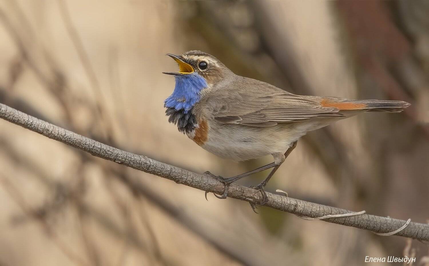 bird of prey, animal, birds, bird,  animal wildlife,  nature,  animals in the wild, blue throat, варакушка, Елена Швыдун