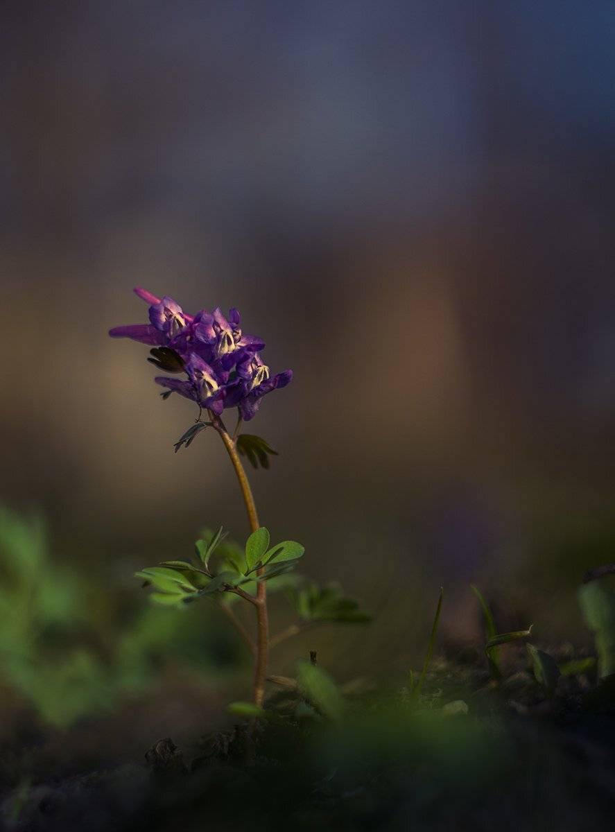 , Елена Рубинская