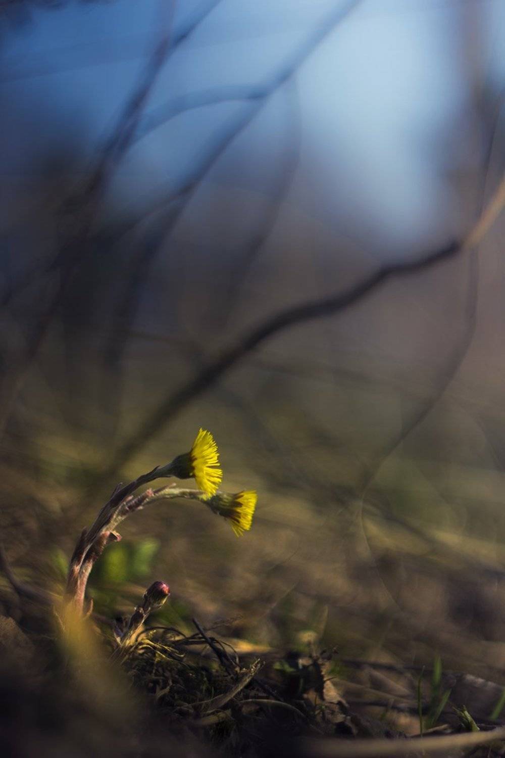 , Елена Рубинская