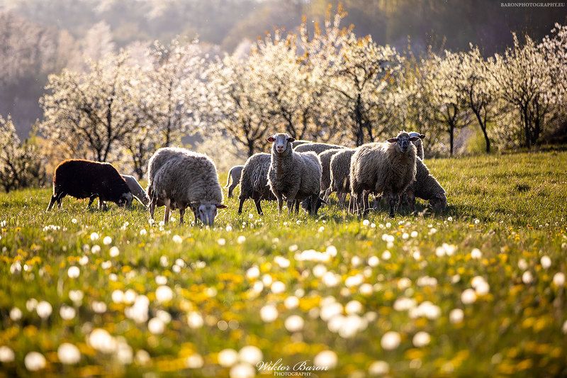 Owieczki фото превью