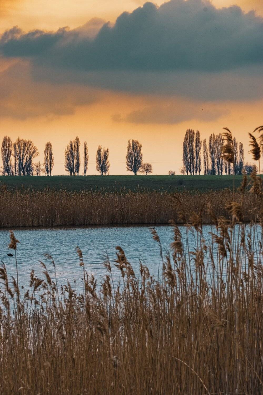 , Андрей Кривцов