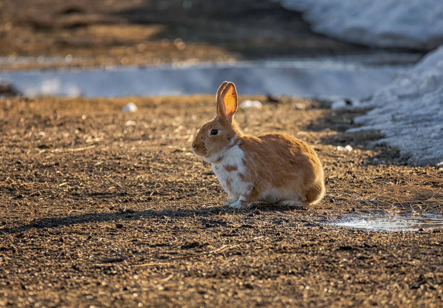 весна, вечер, солнце,  кролик,  апрель, проталина,, Марина Мочалова
