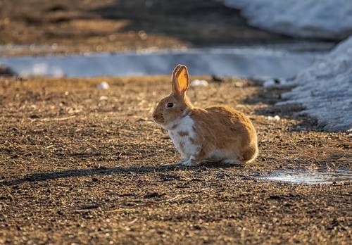 ушастый ..на солнечной проталине..