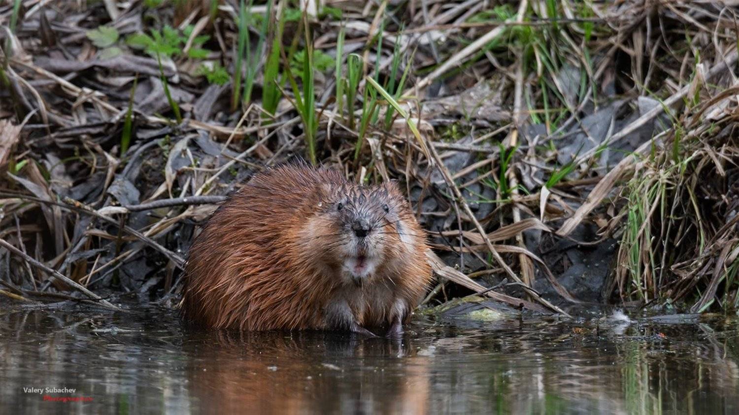 , Валерий Субачев