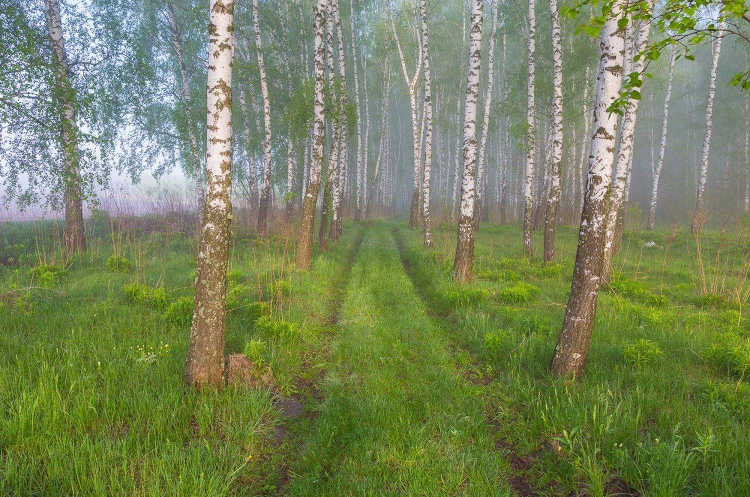 , Александр Подрез
