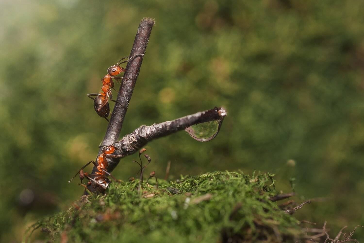 , Максим Вышарь