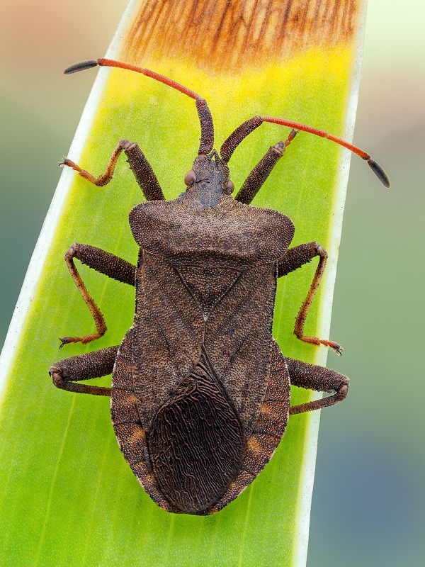 irass, waledzik, nat geo, olympus, close up, macro, extreme macro, макро Coreus marginatus. фото превью