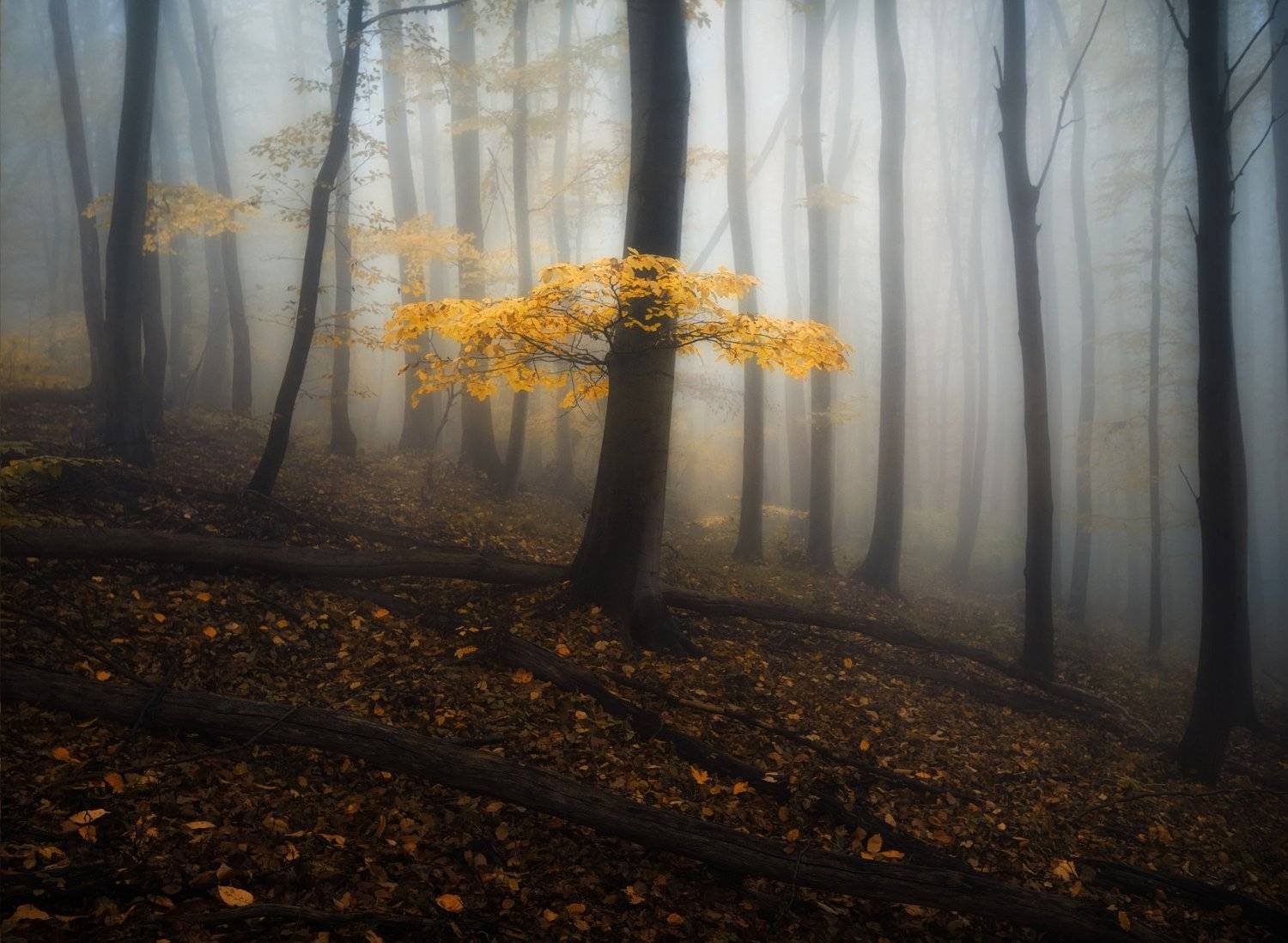 , Radoslav Sviretsov