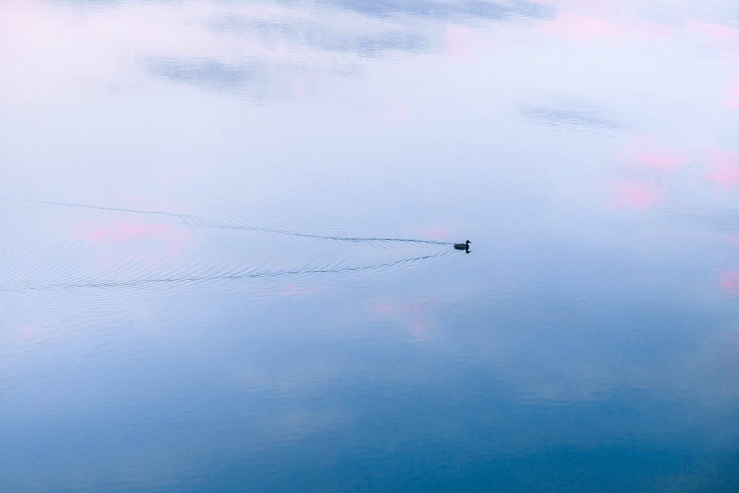 коростишiвский карьер, тишина, безмолвие, гармония, карьер, весна, утка, украина, коростышев, Александр Чорный