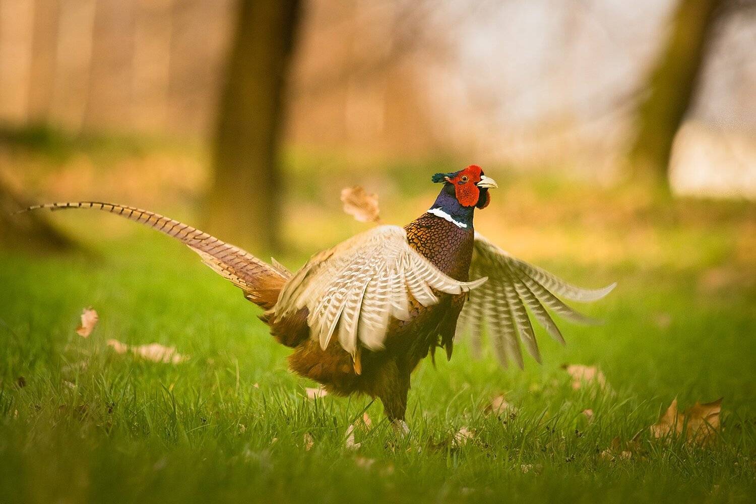Pheasant. Автор: Robert Adamec , Robert Adamec