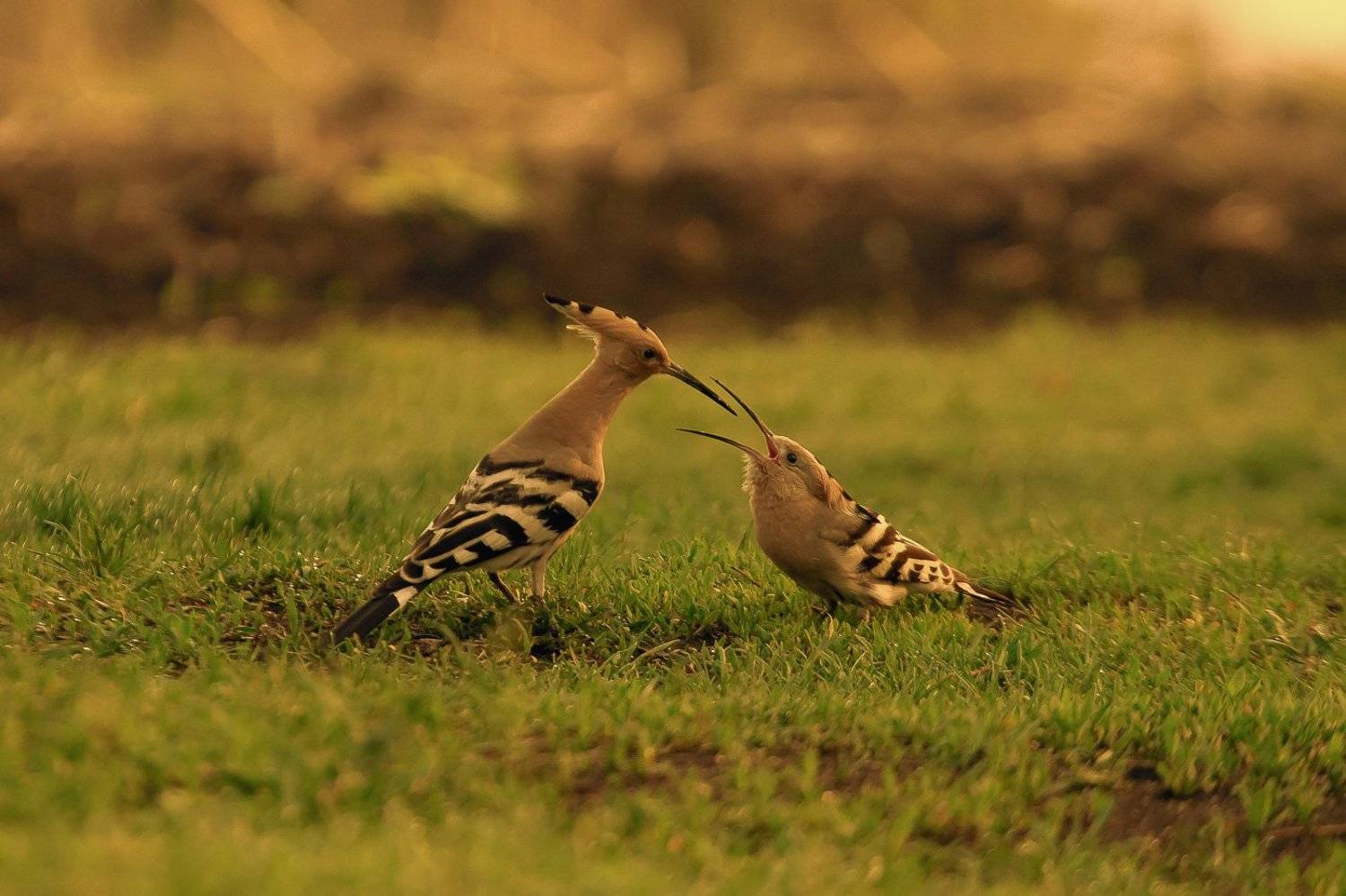 birds, upupa, wildlife, птицы, удод, Алексей Юденков