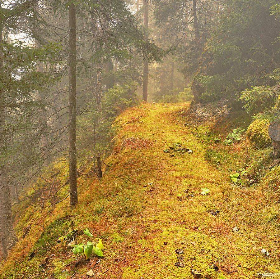 swiss, Матвеев Николай