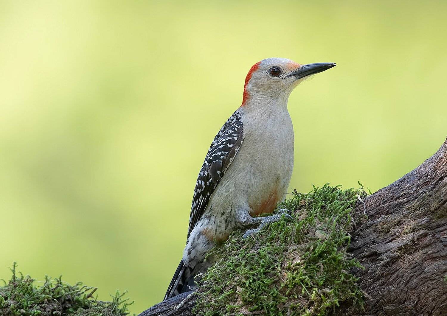 дятел, каролинский меланерпес, red-bellied woodpecker, woodpecker, Elizabeth Etkind