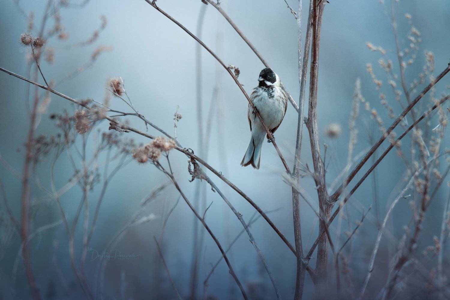 природа, лес, поля, огороды, животные, птицы, макро, Дмитрий Посевич