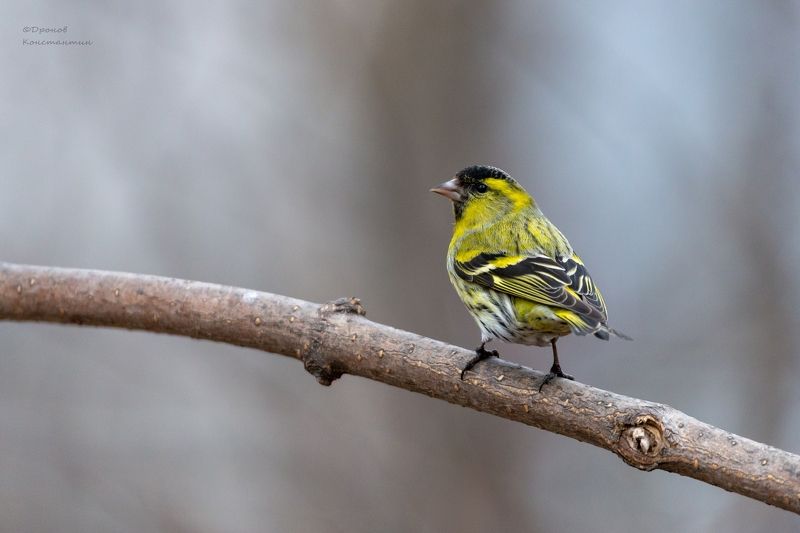 птицы, фотоохота, чижик Чижик фото превью