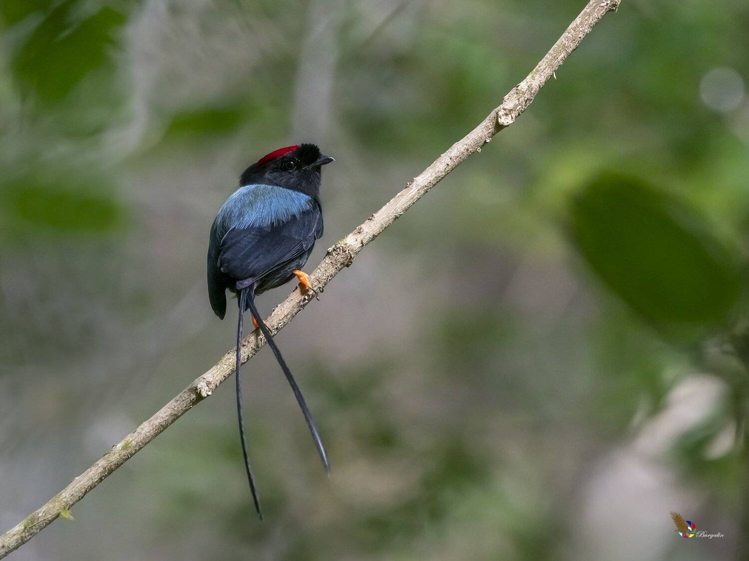 , Fernando Burgalin Sequeira