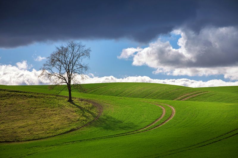весенний пейзаж spring landscape green poland tree blue sky canon сельское хозяйство nature clouds весенний пейзаж фото превью