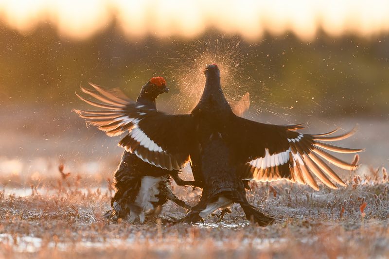 Хук правой) фото превью