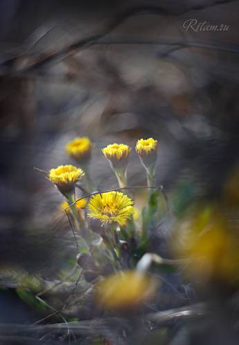 Живые солнышки Весны / The Living Suns of Spring