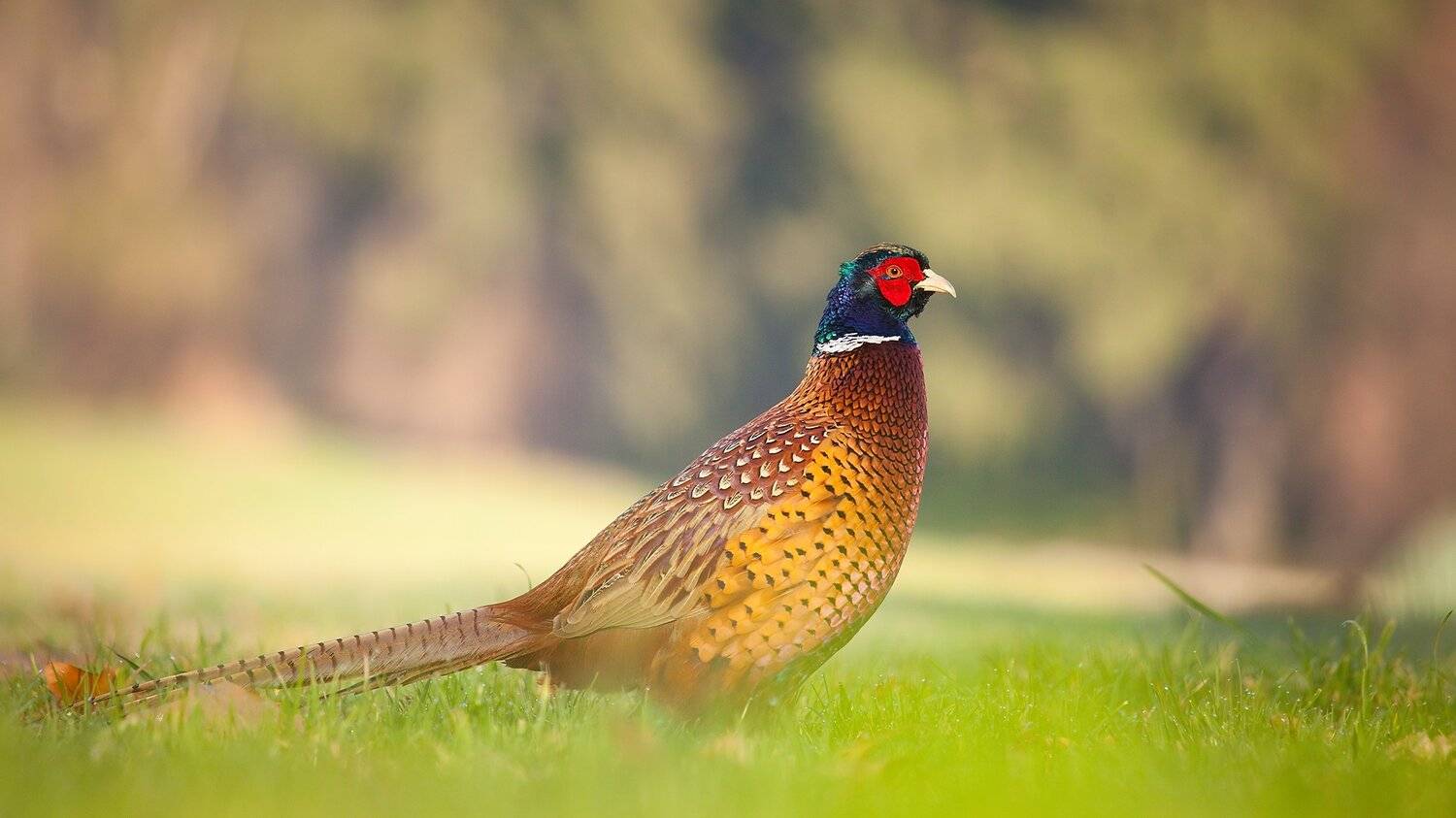 Pheasant. Автор: Robert Adamec , Robert Adamec