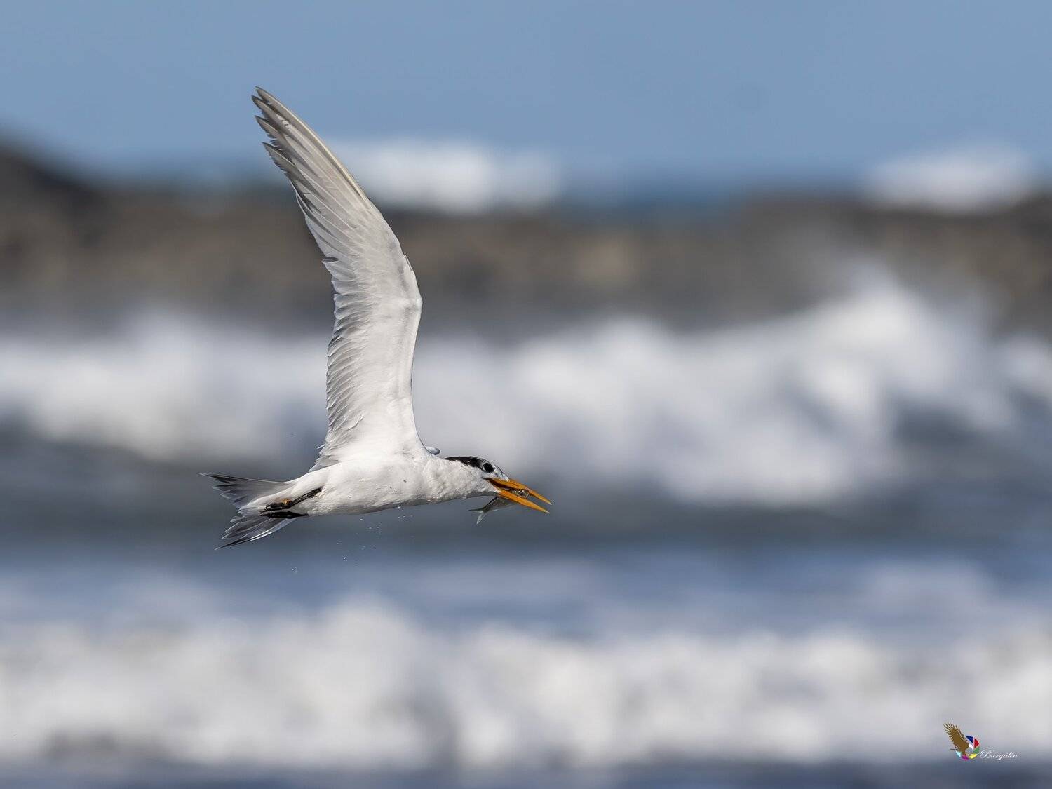 , Fernando Burgalin Sequeira