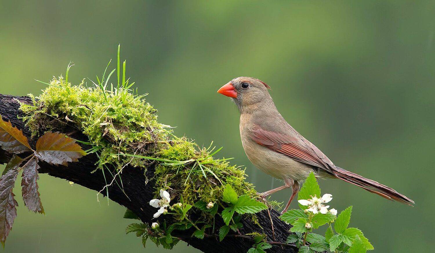красный кардинал, northern cardinal, cardinal,кардинал, Elizabeth Etkind