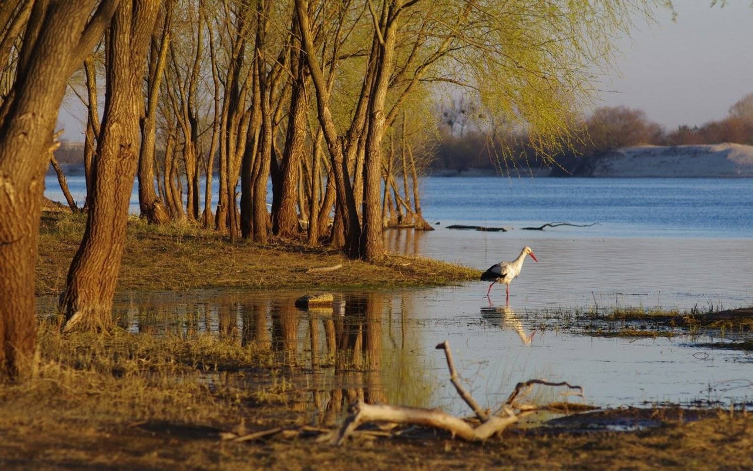 , Сергей Шляга