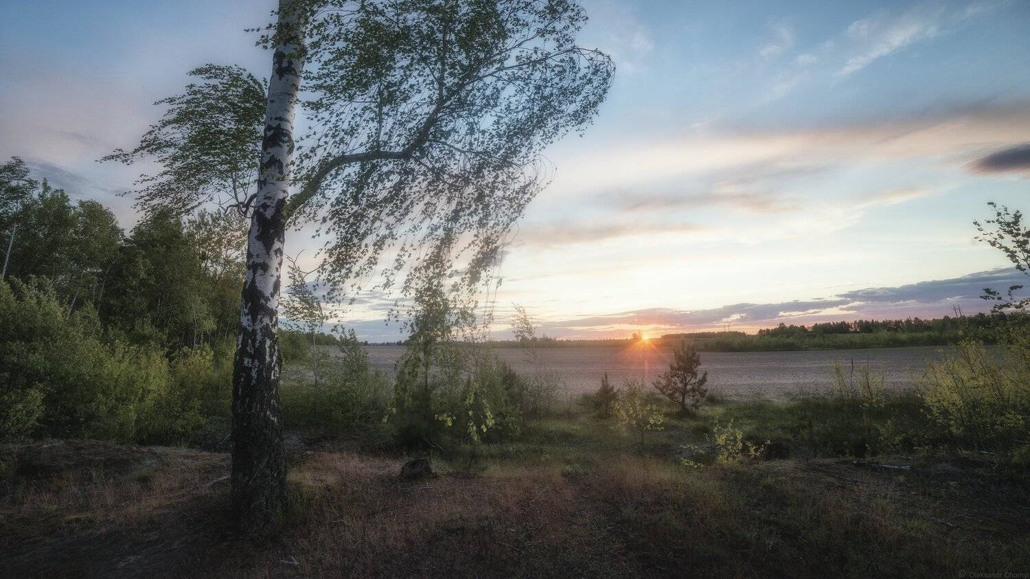 природа, пейзаж, закат, березка, ветер, гармония, безмолвие, тишина, свет, небо, безмятежность, украина, коростышев,, Александр Чорный