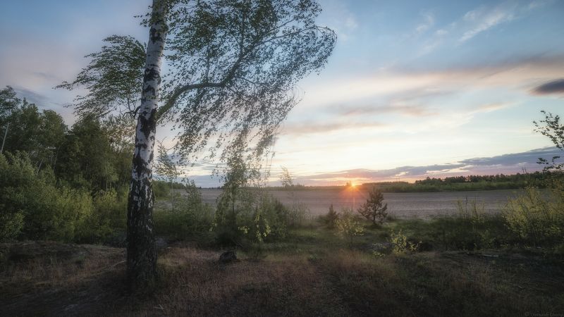природа, пейзаж, закат, березка, ветер, гармония, безмолвие, тишина, свет, небо, безмятежность, украина, коростышев, \