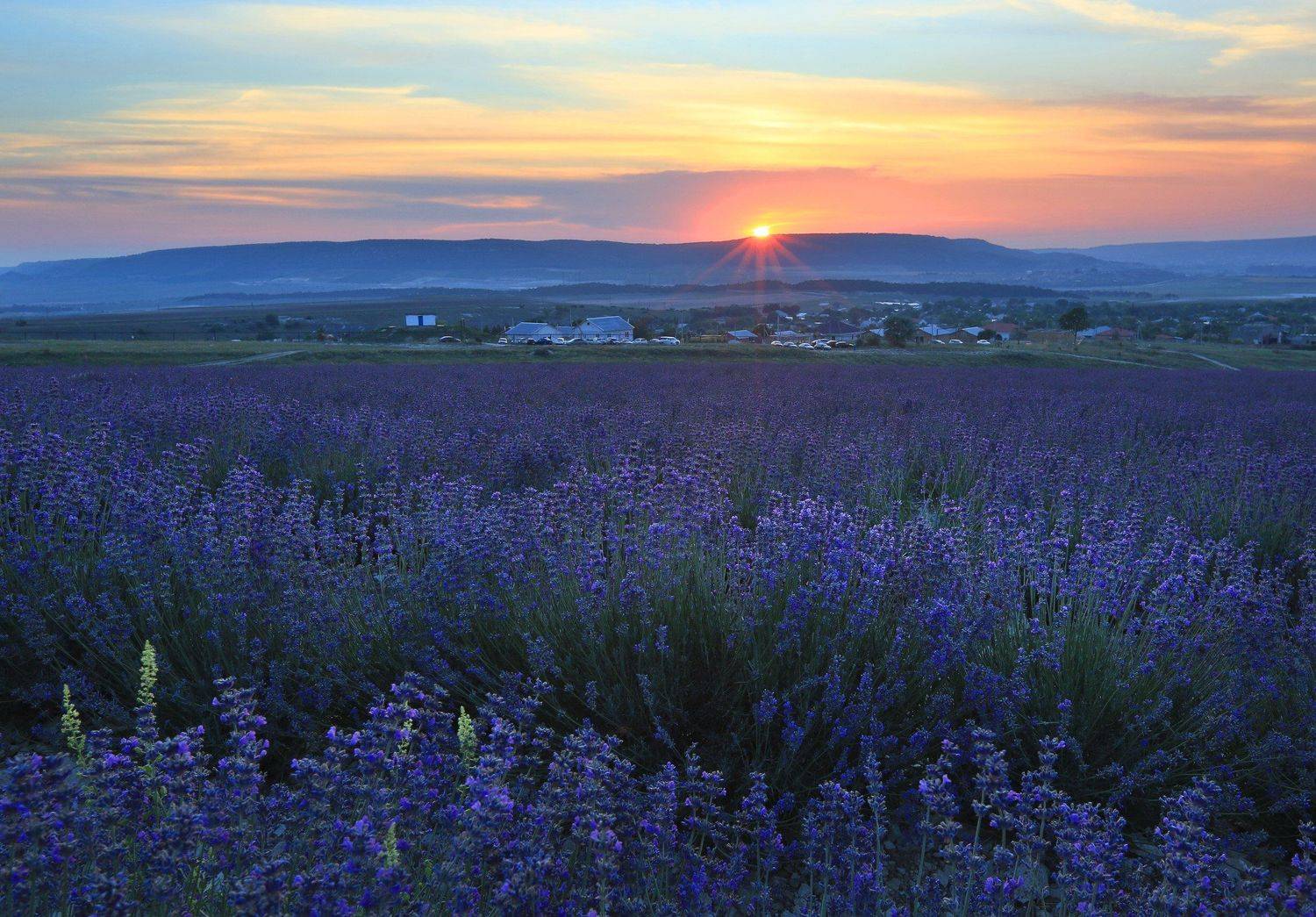 крымский прованс, крым, бахчисарай, лаванда, лето, цветы, панорама, пшеница, тургеневка, Serge Titov