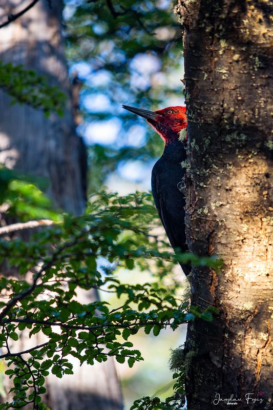 Magellanic Woodpecker фото превью