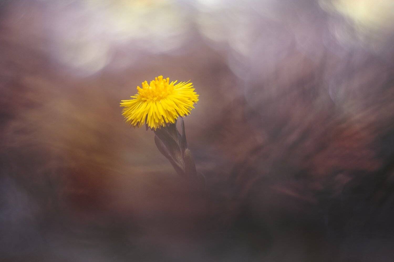 , Кузнецов Дмитрий