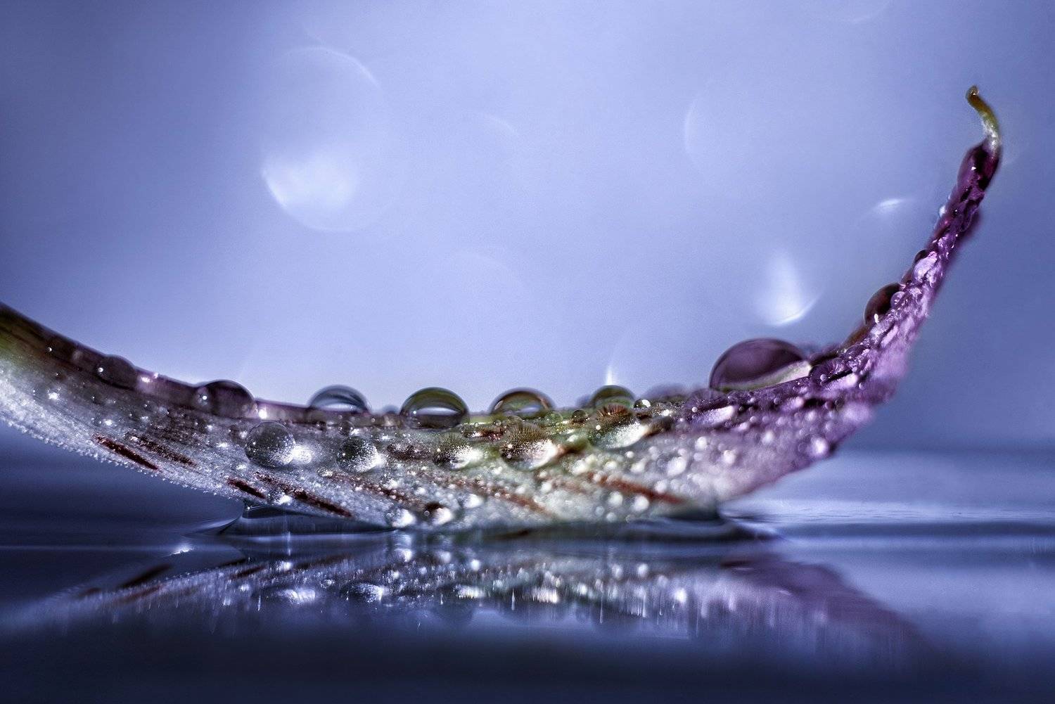 #макро #капли, Анастасия Думинская