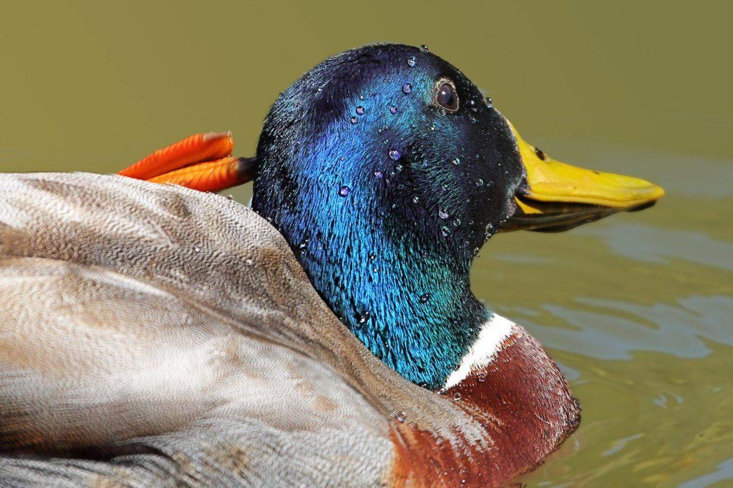 , Георги Славов