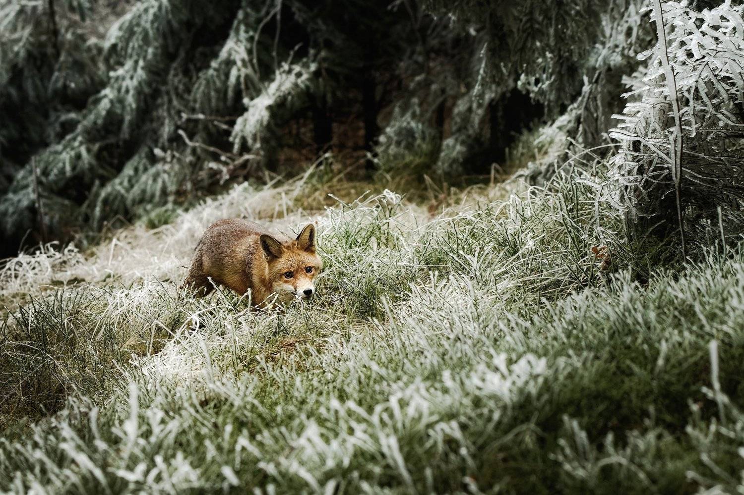 fox, red fox, winter, frost, snow, Michaela Fire&scaron;ov&aacute;