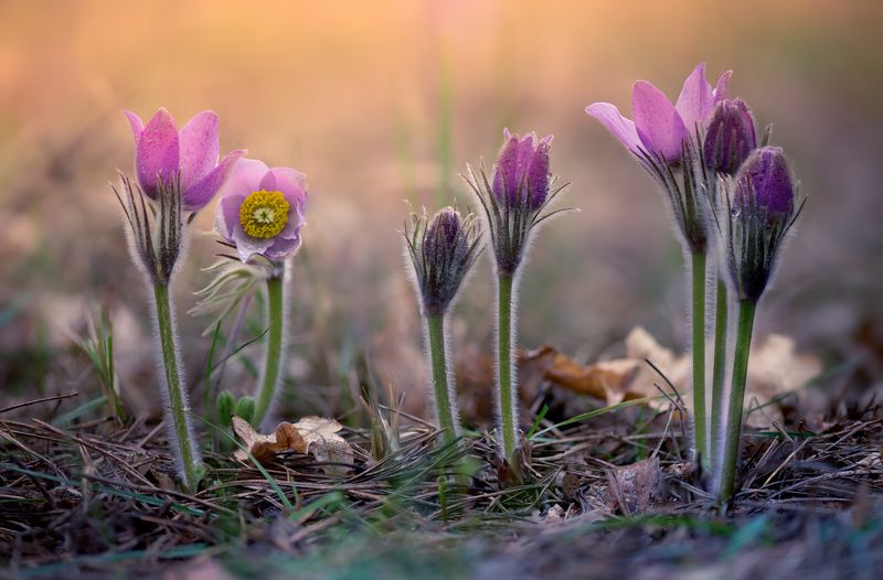 сон-трава Красота под ногами 2 фото превью