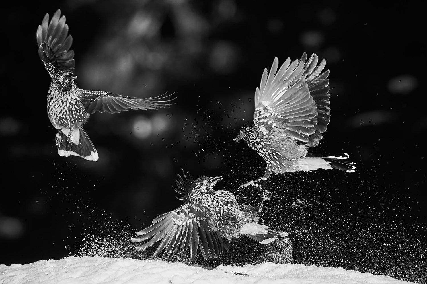 nature, wildlife, birds, Калин Ботев