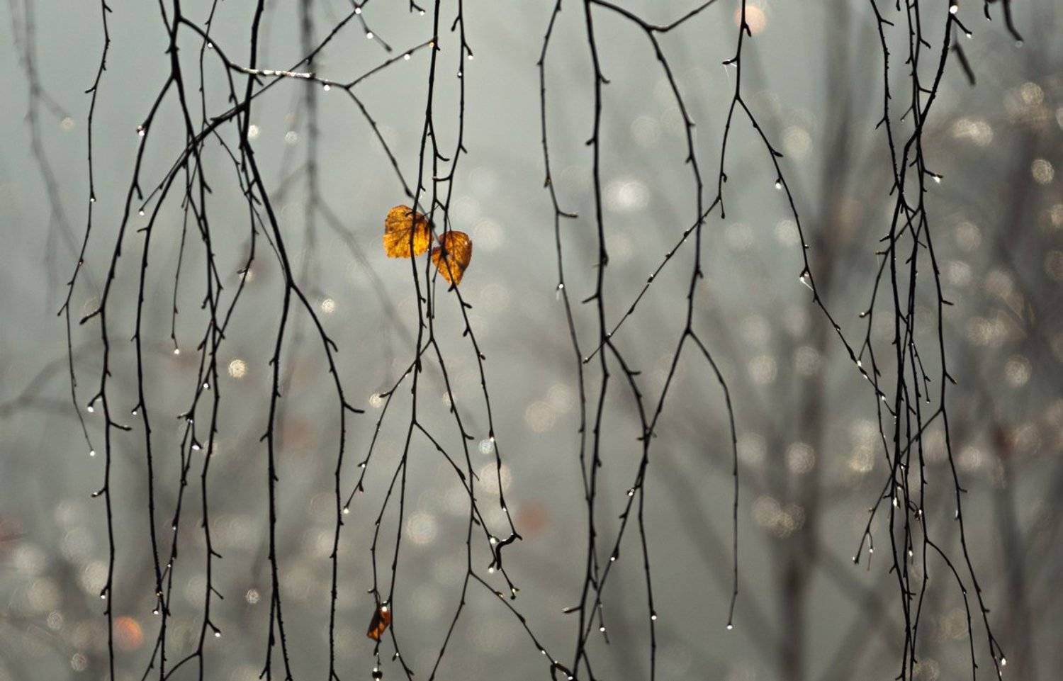 , Баранов Олег