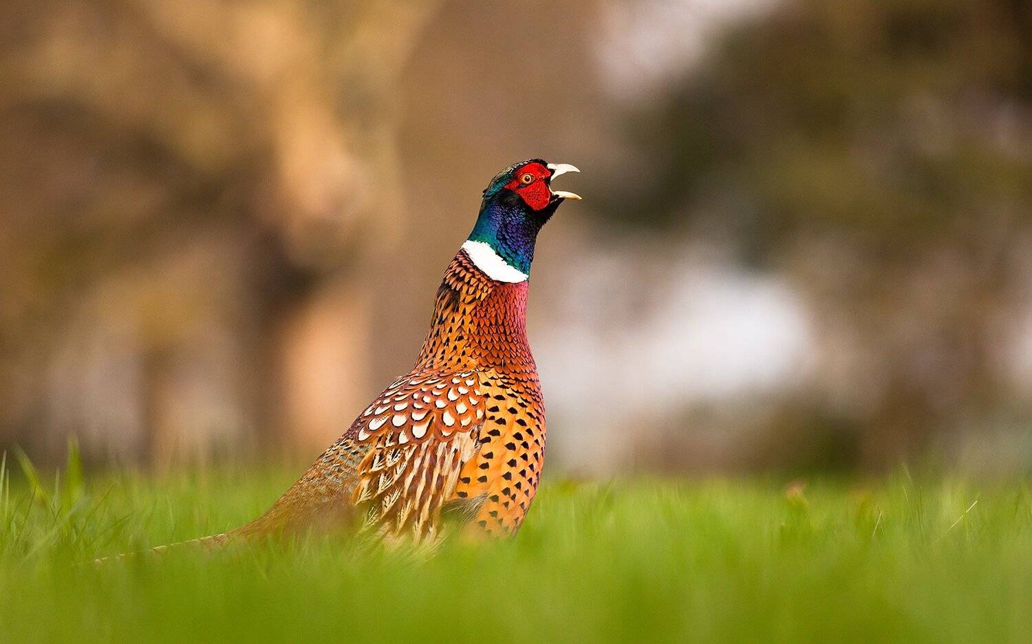 , Robert Adamec