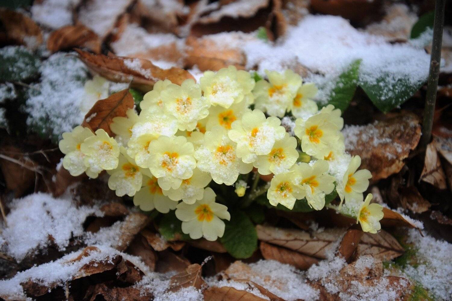 , Дарья Васильева