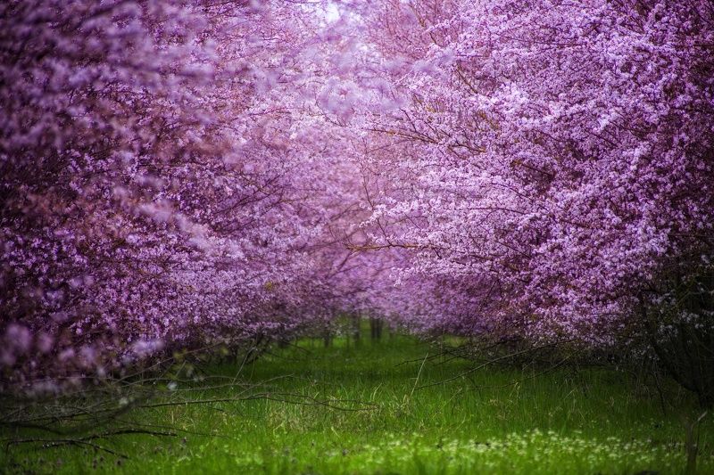 Цветущие сады фото превью