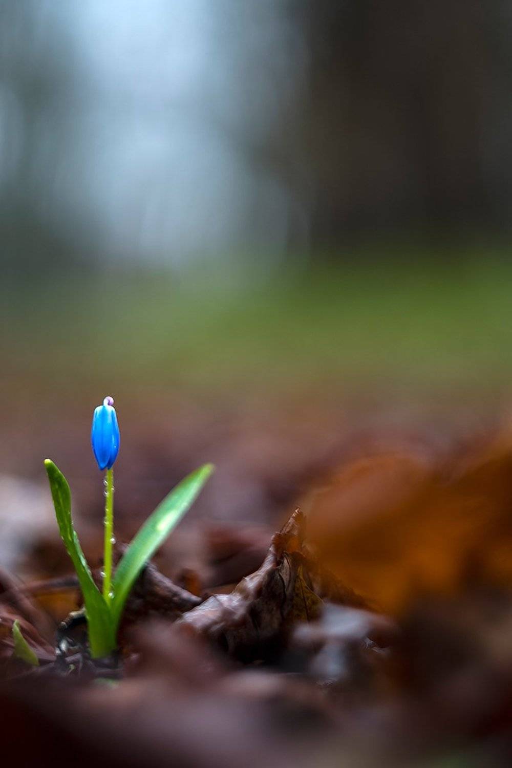 , Александр Абросимов