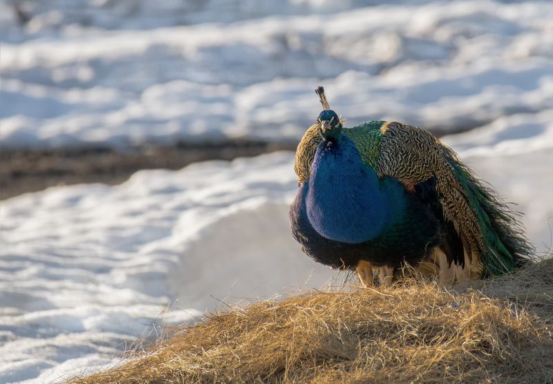 павлин, снег, апрель, заказник, павлин  (НЕ зоо) фото превью
