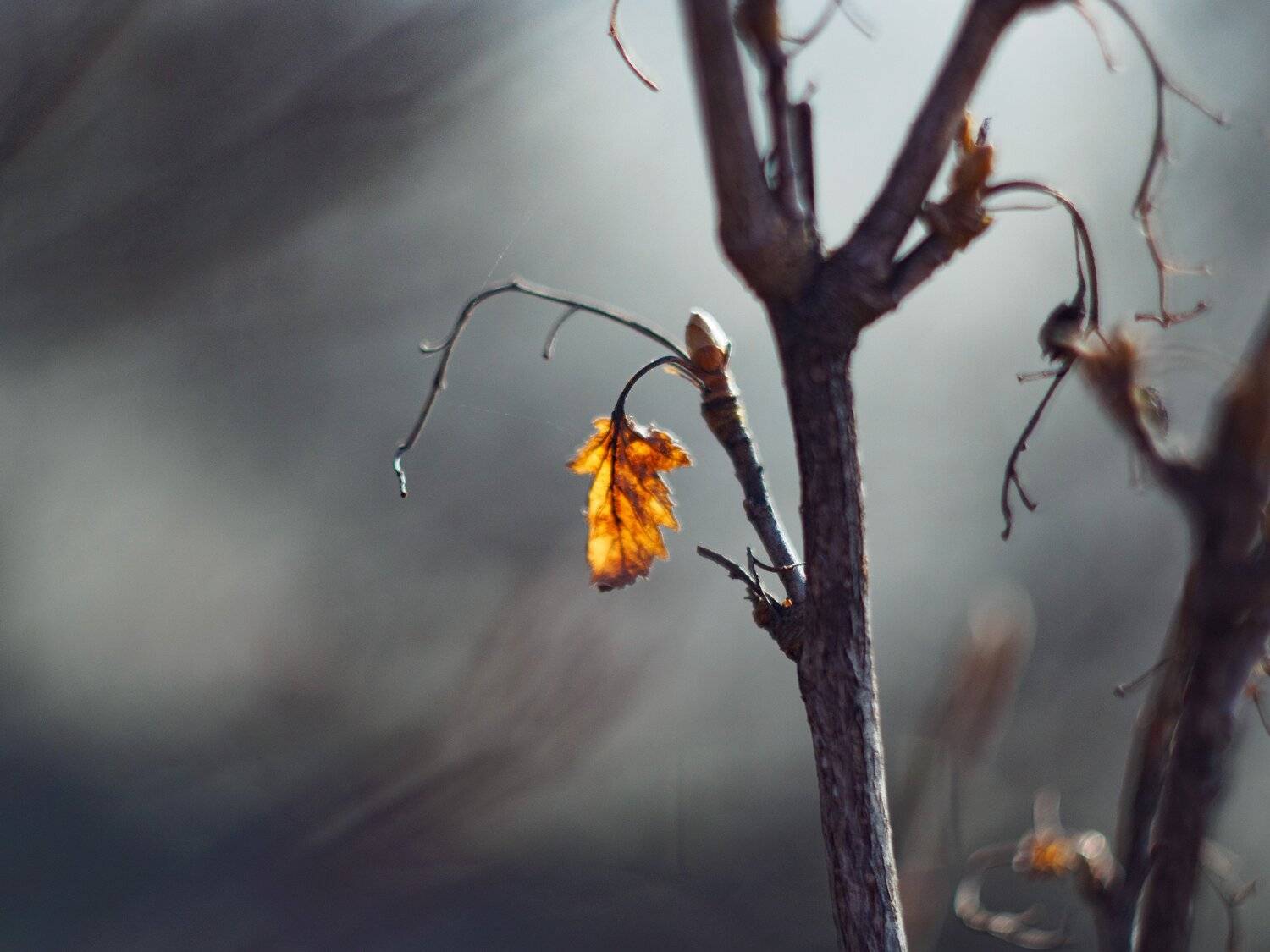 , Лариса Лофицкая