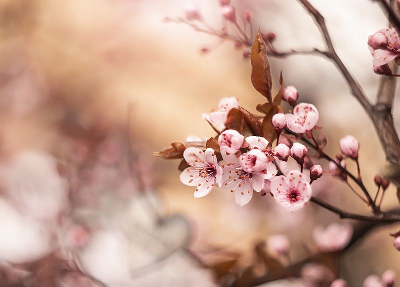 Japanese cherry фото превью