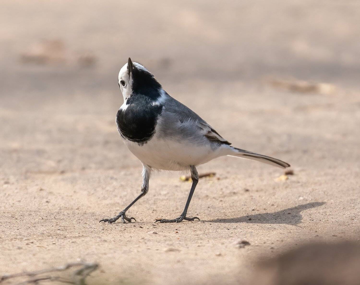 , Константин Дэм