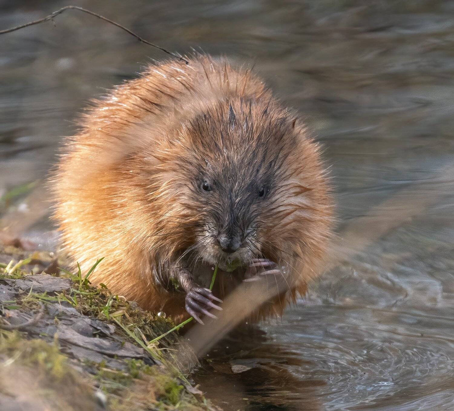 , Константин Дэм
